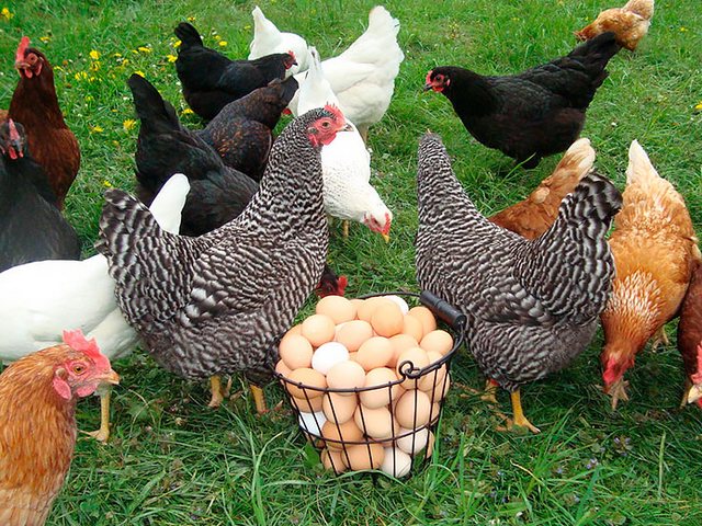 Содержание кур и уход за ними | ЗооТом - продажа, вязка и услуги для животных в Редкино