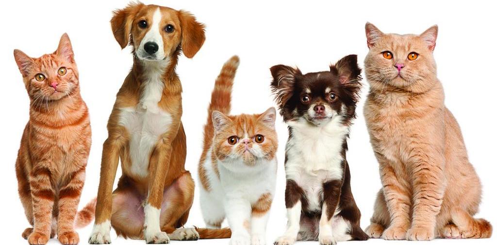 Доска объявлений о животных | ЗооТом - продажа, вязка и услуги для животных в Редкино