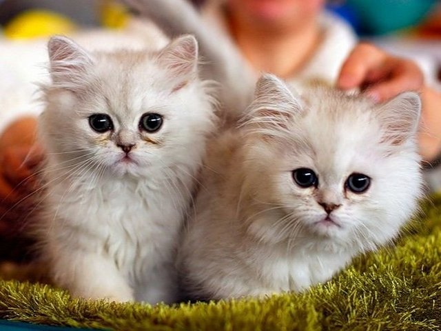 Породы кошек в Редкино | ЗооТом портал о животных