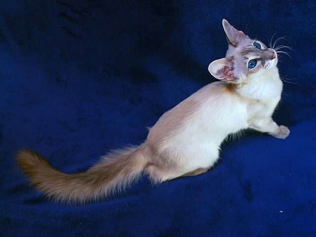 Выведенные породы кошек в Редкино | ЗооТом портал о животных