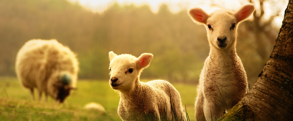 Объявления о сельскохозяйственных животных | ЗооТом - продажа, вязка и услуги для животных в Редкино