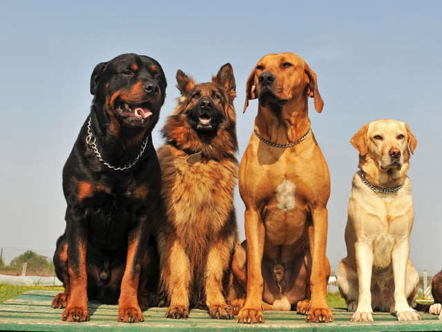 Крупные породы собак в Редкино | ЗооТом портал о животных