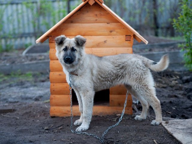 Все о собаках в Редкино Все о собаках в Редкино